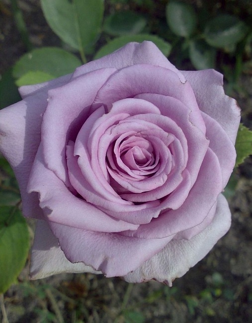 Роза чайно-гибридная Волтс Тайм